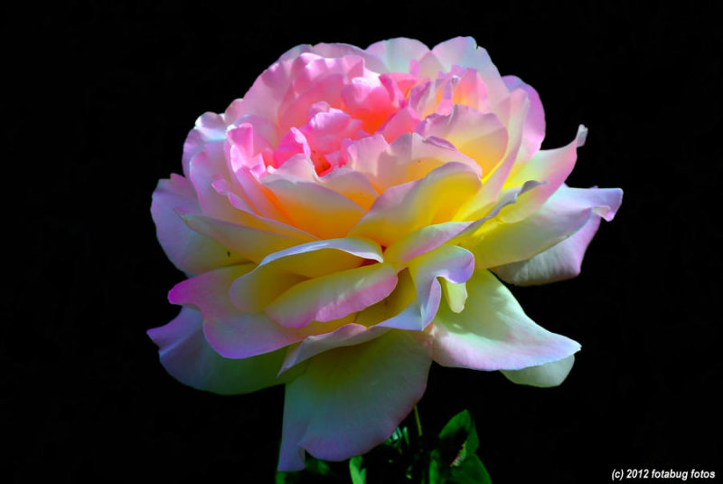 A Rose in All Its Glory