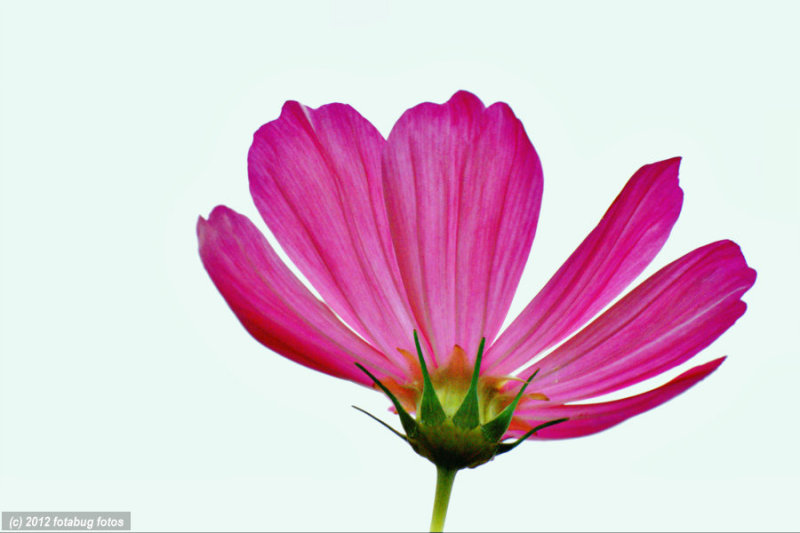 Petal Power