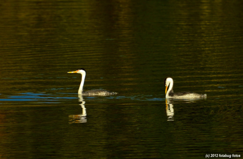 Clarks Grebe