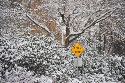 Winter in Alton Baker Park