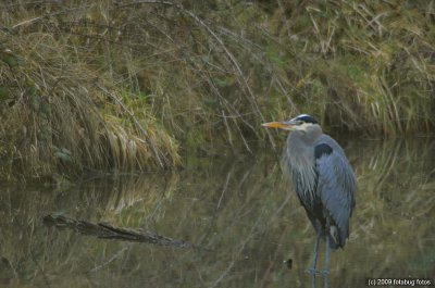 Heron in Alton Baker pond