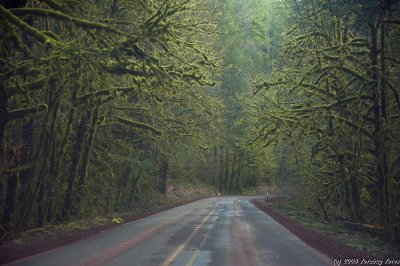 Forest Canopy - Oregon Hwy 20