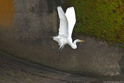 Great White Egret - Poetry in Motion