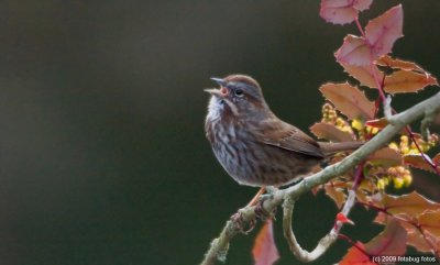 Bursting forth with a song