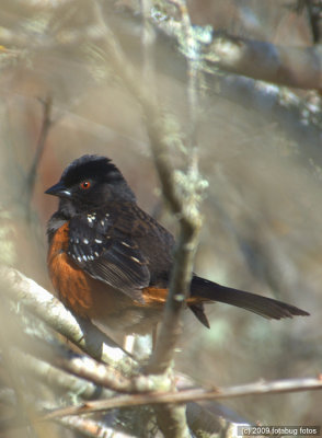 Spotted Towhee