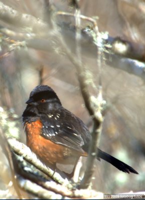 Spotted Towhee