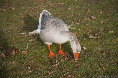 What happens when we feed the geese bread.