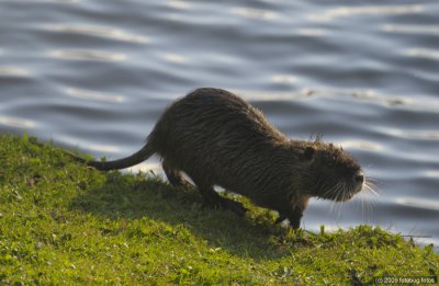 It's a nutria