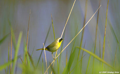 Common Yellowthroat