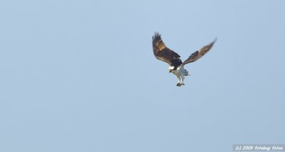 Osprey with its catch, a fish in its claws