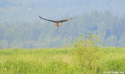 The Chase - redwinged blackbird chasing osprey