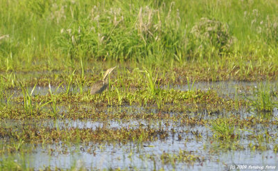 American Bittern #2