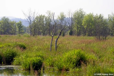 A Few Scenes From Fern Ridge Wildlife Area