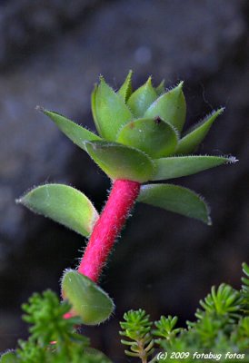 A Shoot From Hen and Chicks