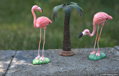 Flamingo! - the kind we see in Oregon