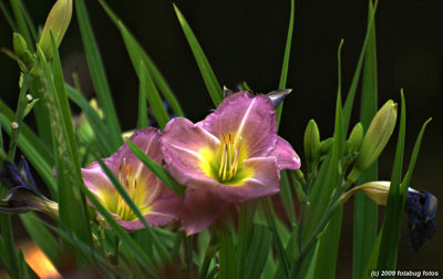 Day Lilies are in bloom