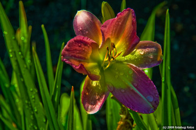Sunlit Day Lily