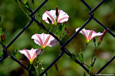 Flowers in a Fence
