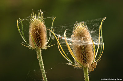 Tangled web