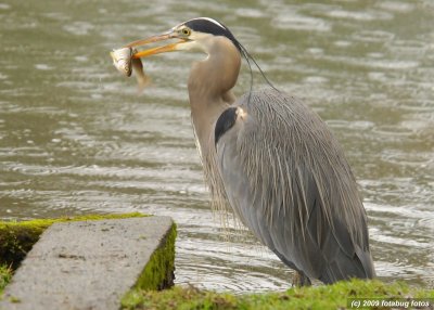 Heron with its catch