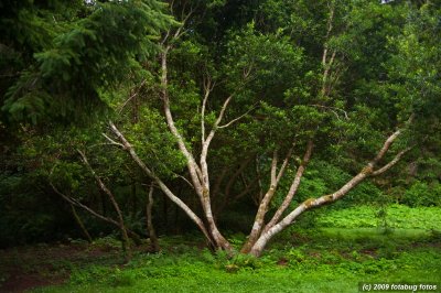 A Tree in The Forest