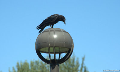Corvus brachyrhynchos  (American Crow)
