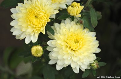 Just Gorgeous Chrysanthumum