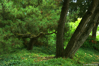 McKenzie-Willamette Hospital Landscape