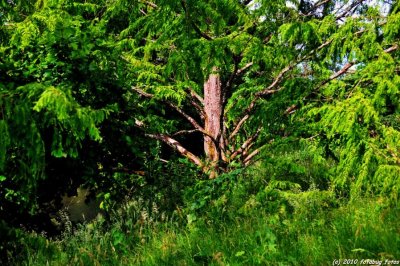 The Tree - Dawn Redwood