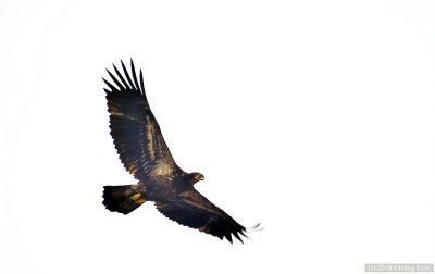 Eagle or Hawk?  I am leaning toward eagle.