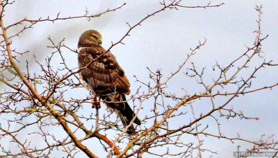 Northern Harrier With An Eagle Eye