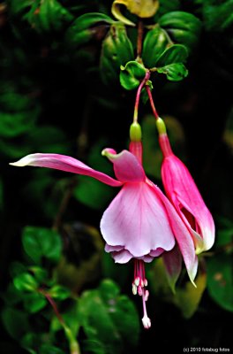Our Fuschia Is Still Blooming