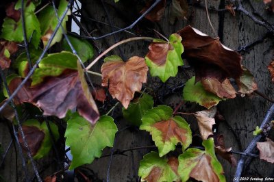 Fall leaves