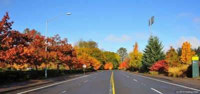 Fall Colors Along Leo Harris Parkway