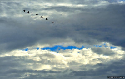 Geese And Hole In The Sky