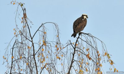 Osprey in A Treetop