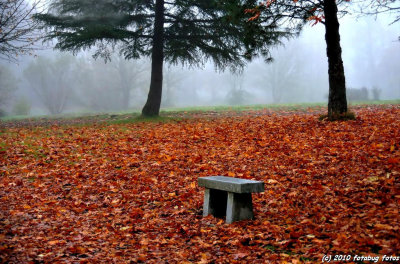 Bench In Bed Of Leaves