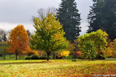 Fall in Alton Baker Park