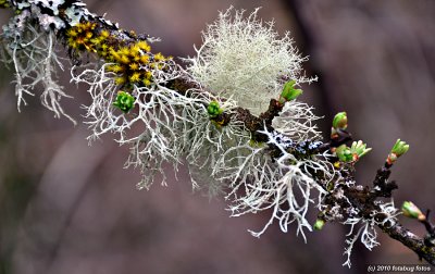 Lichen - We Have a Lot of This in Oregon