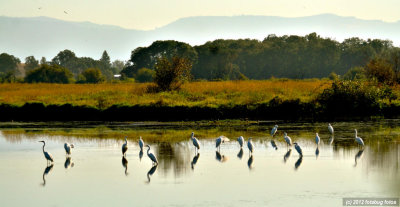 A Bunch of Egrets