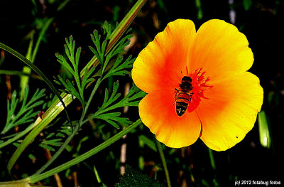 Bee On California Poppy