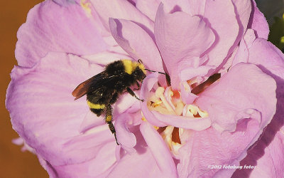 Bee Tickled Pink