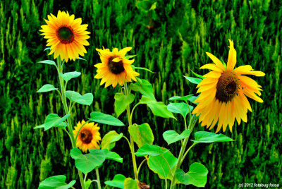 Sunflowers in Sea of Green