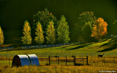 Fall Colors Along Camp Creek Road