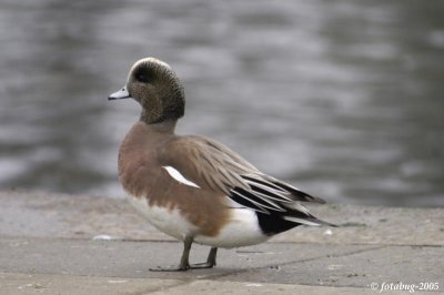Some kind of a duck - could it be an American Wigeon?