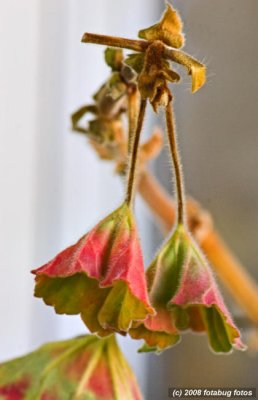 Let the bells toll (Geranium Zonal)