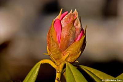 Rhododendrun bud