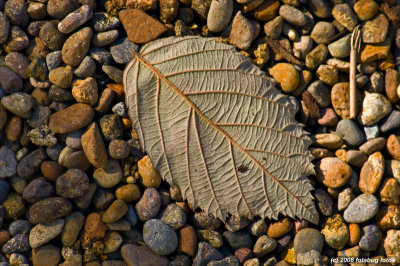 I'll have my leaf on the rocks