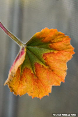 Geranium leaf