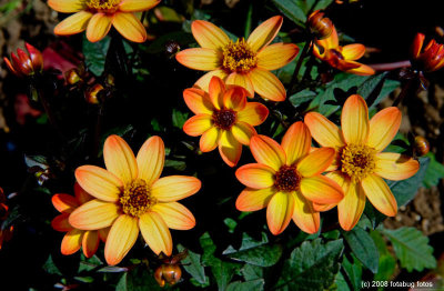 Variety of Dahlia